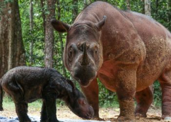 Asien-News: Sumatra-Nashorn geboren