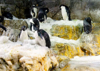 Pinguine auf einem verschneiten Felsen