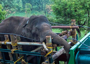 Asien-News: Elefant in Indien eingefangen